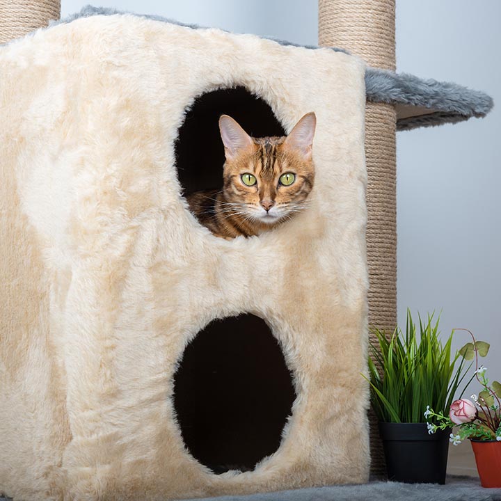 Cat Hotel 4